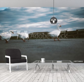 Picture of Gansos cruzando la carretera